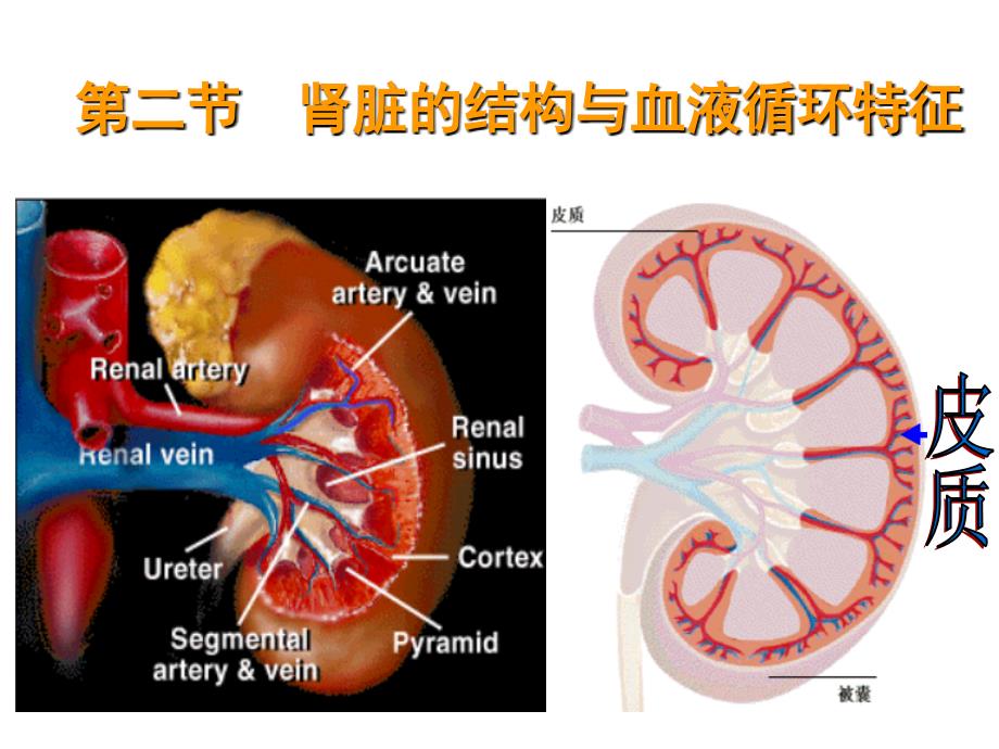 渗透调节与排泄肾脏生_第3页