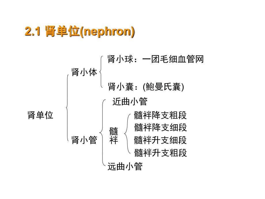 渗透调节与排泄肾脏生_第4页