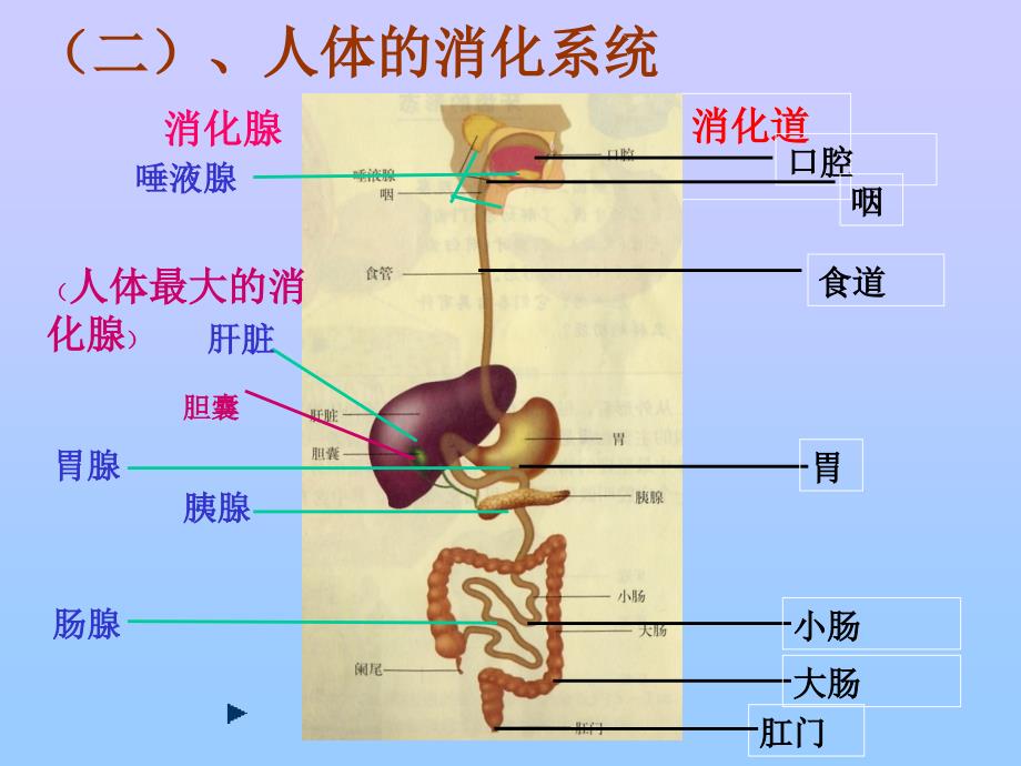 二人体对食物的消化吸收_第3页