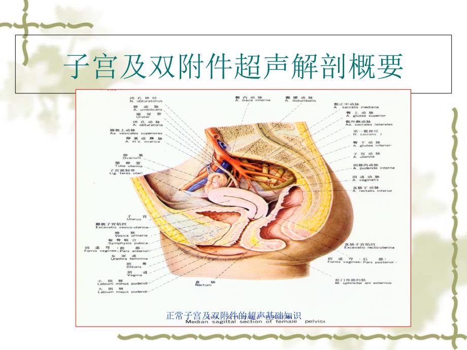 正常子宫及双附件的超声基础知识_第2页