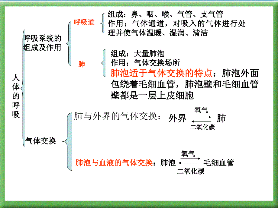 《人体的呼吸》复习用课件_第3页