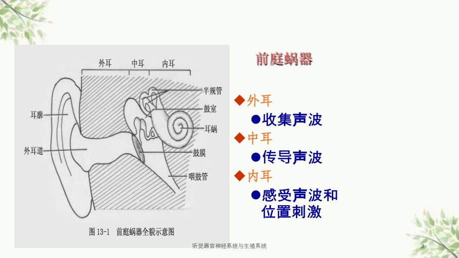 听觉器官神经系统与生殖系统课件_第3页