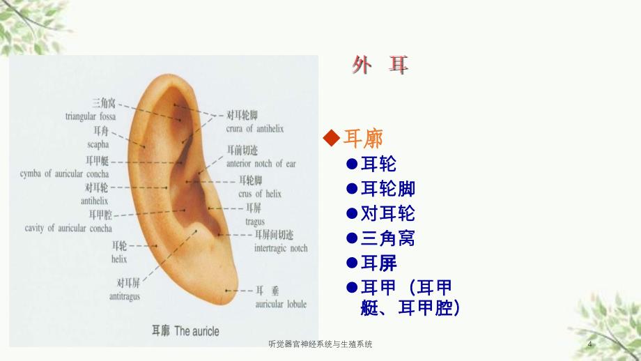 听觉器官神经系统与生殖系统课件_第4页