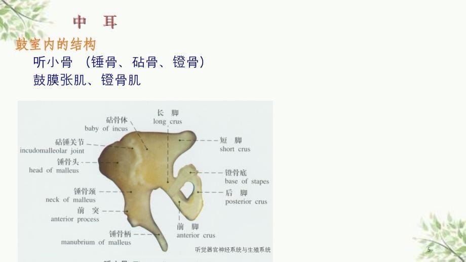 听觉器官神经系统与生殖系统课件_第5页