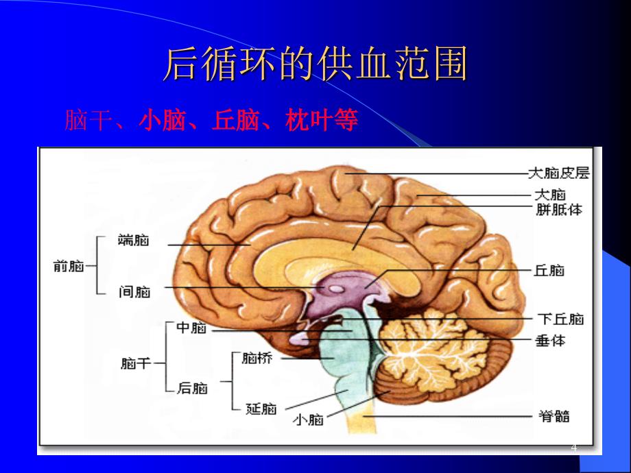 （优质课件）后循环缺血_第4页