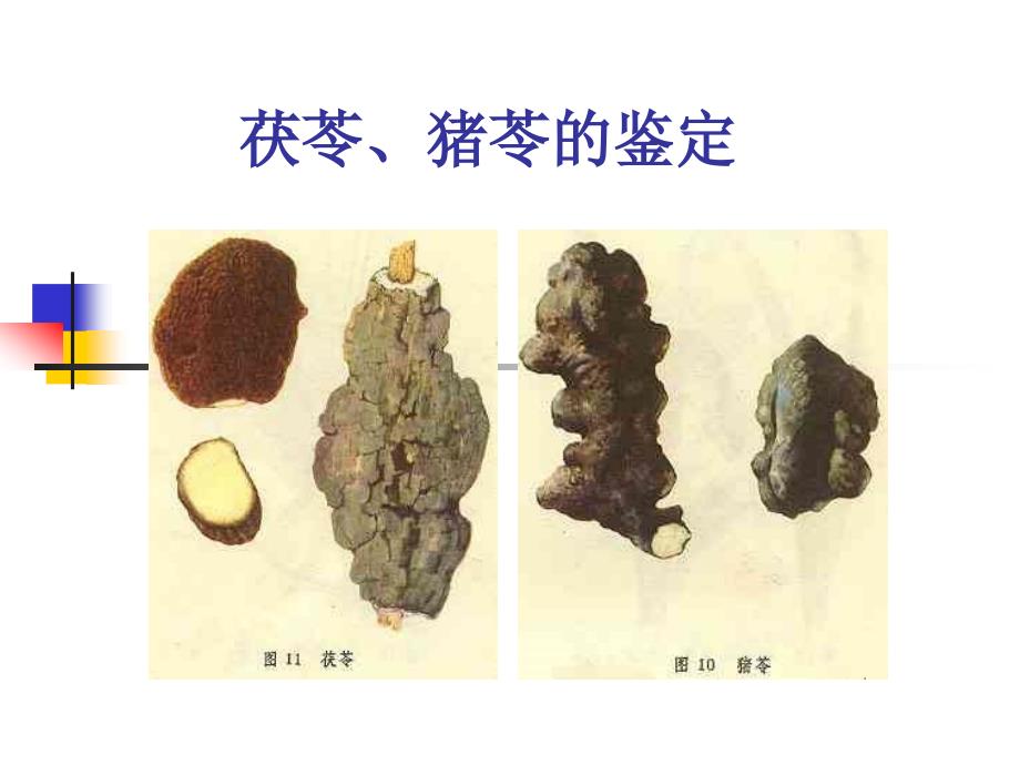 《中药鉴定学期末复习》中鉴粉末的鉴别_第1页