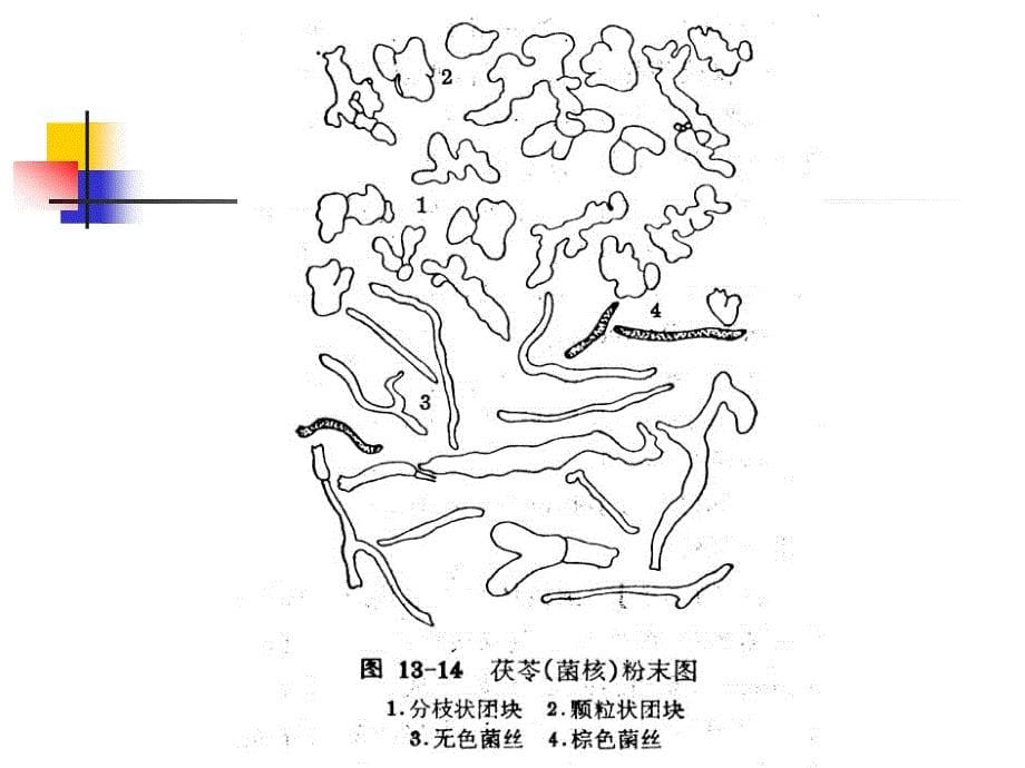 《中药鉴定学期末复习》中鉴粉末的鉴别_第5页