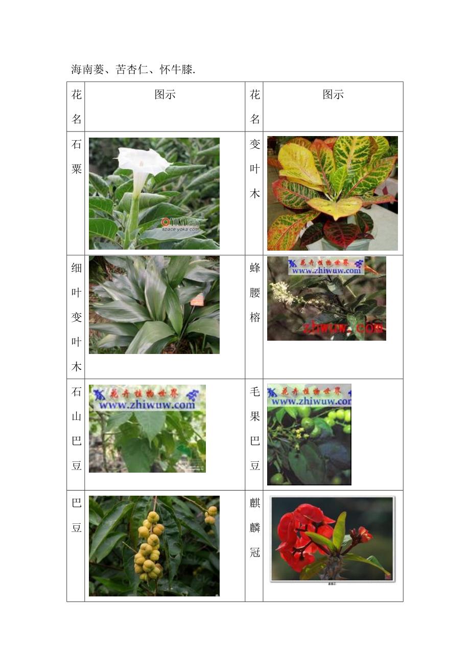 52种致癌植物图片汇集.doc_第2页