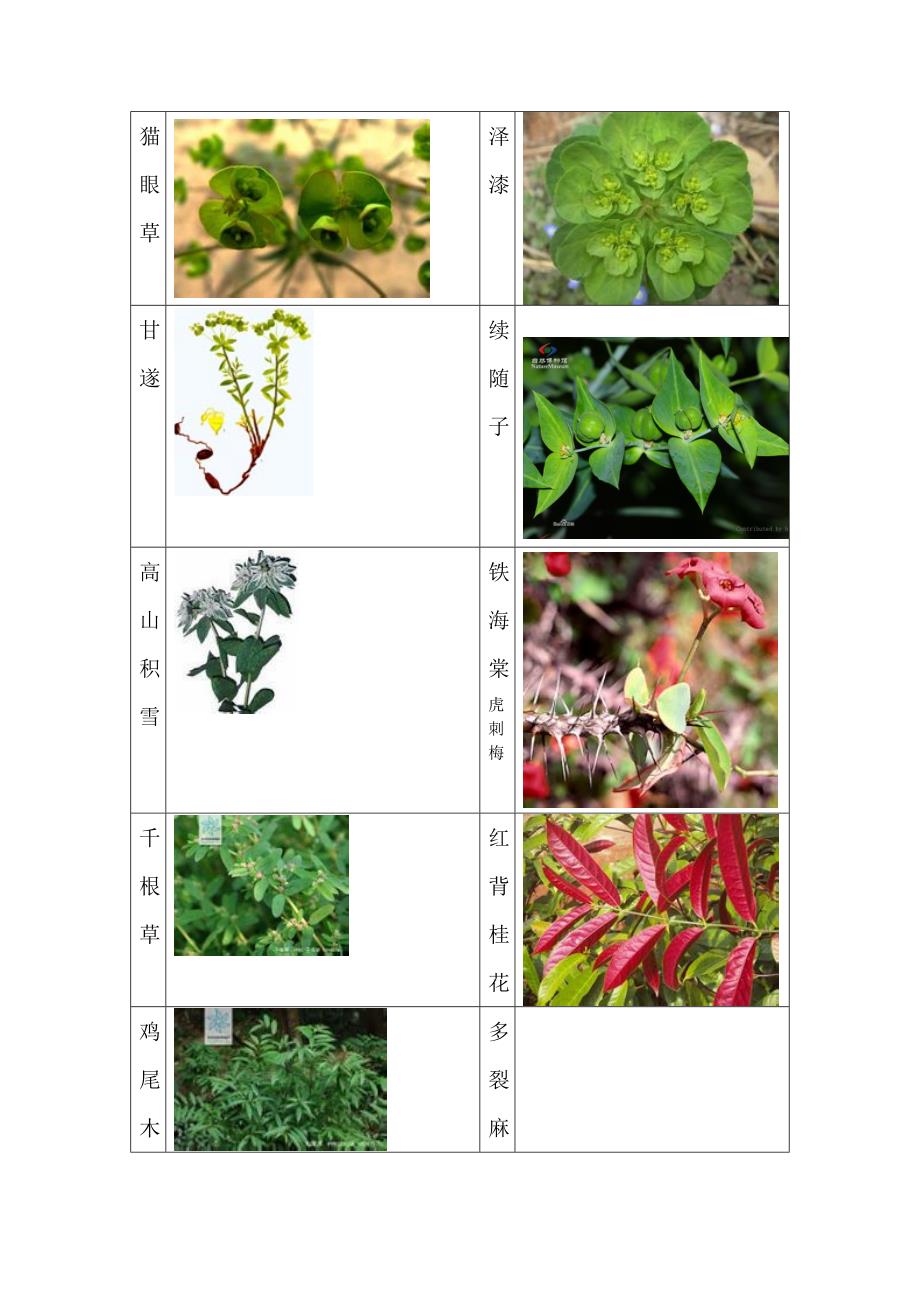 52种致癌植物图片汇集.doc_第3页