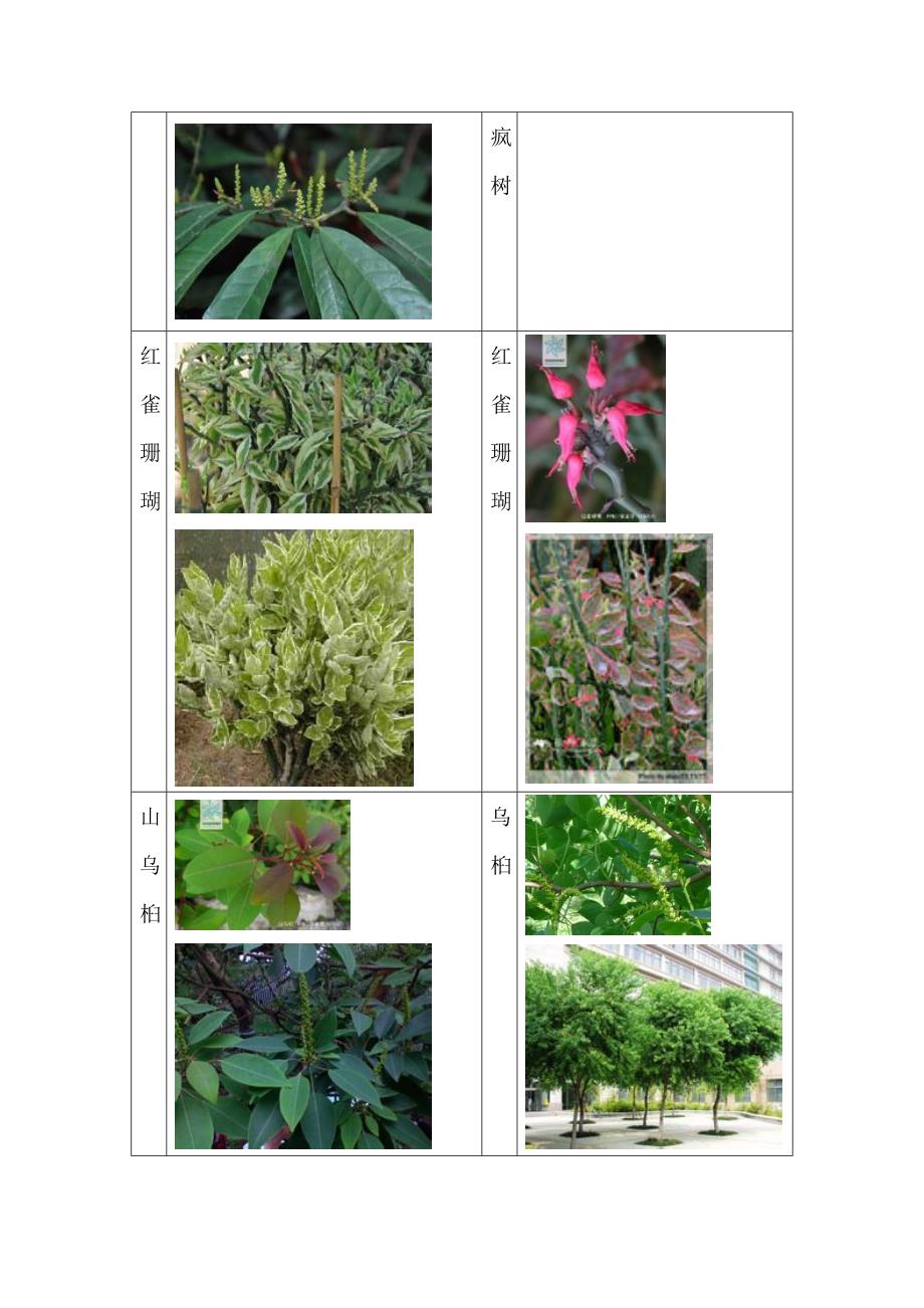 52种致癌植物图片汇集.doc_第4页