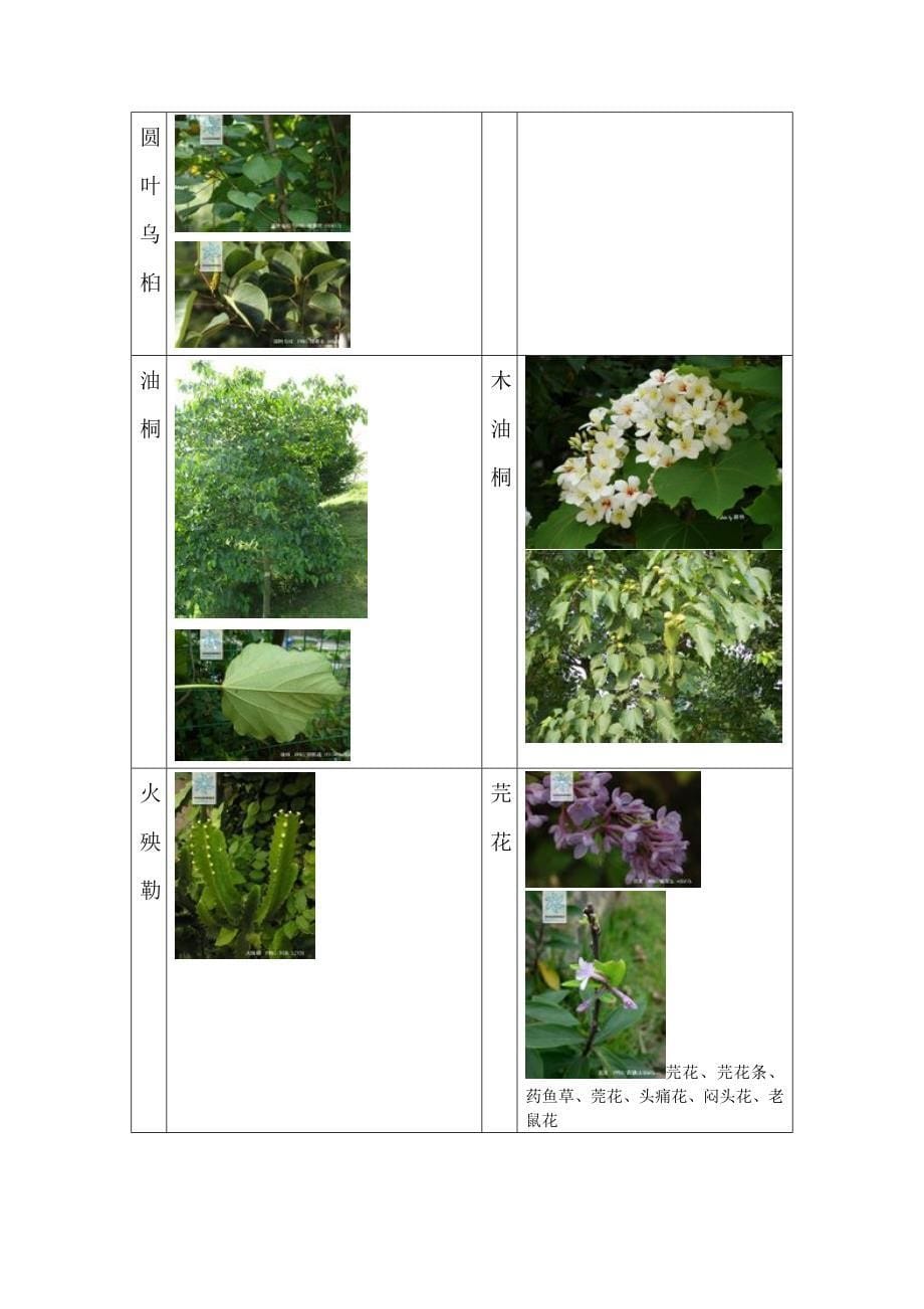 52种致癌植物图片汇集.doc_第5页