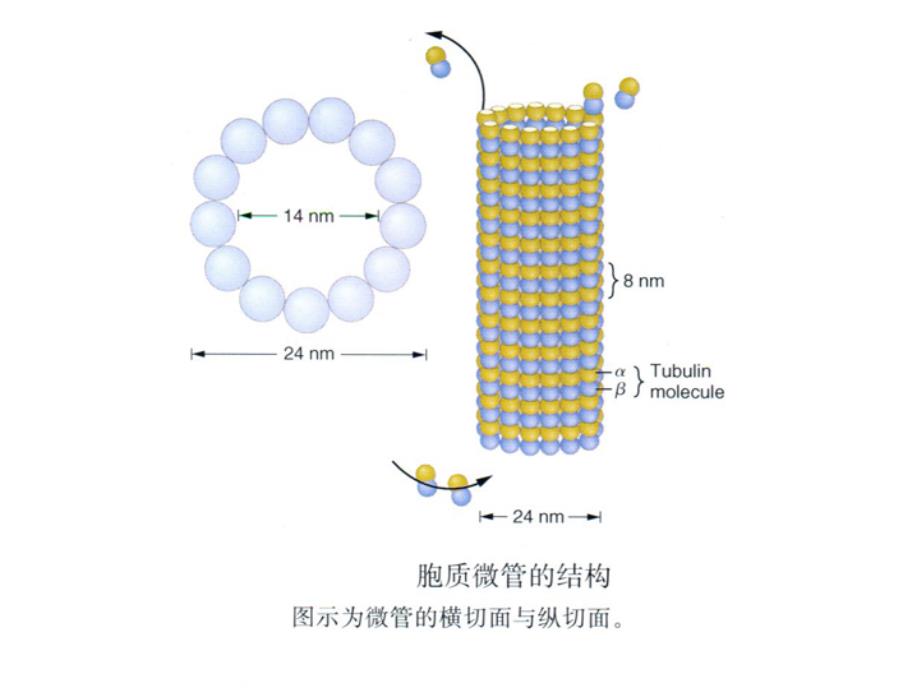 细胞骨架分享_第3页