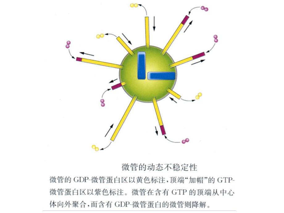 细胞骨架分享_第4页