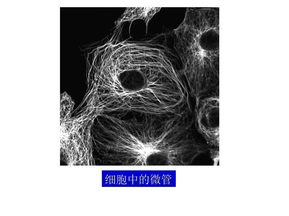 细胞骨架分享_第5页