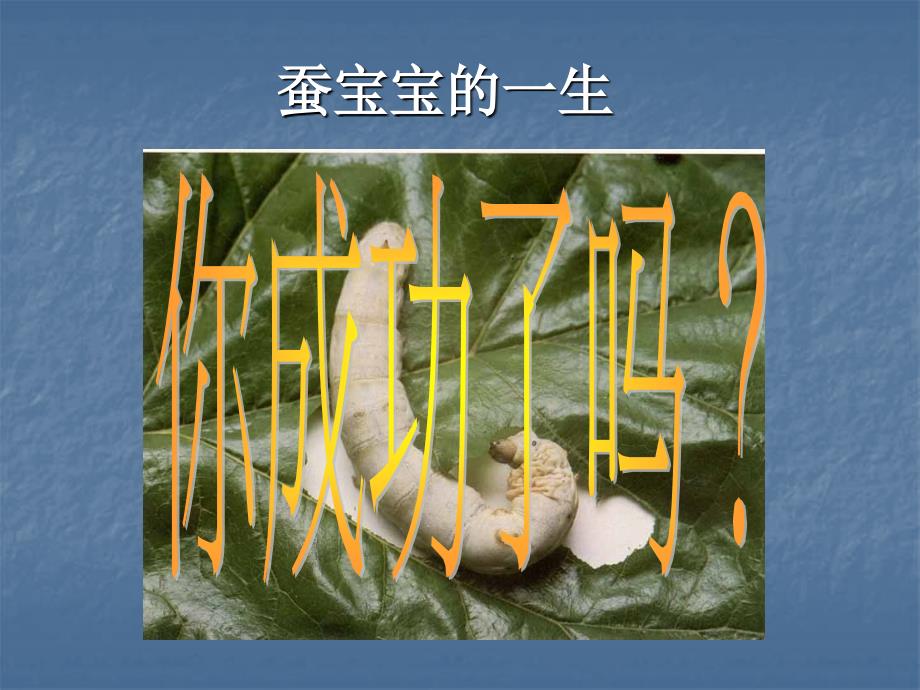 蚕宝宝吐丝结茧_第1页