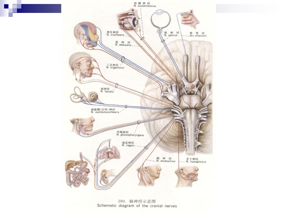 系统解剖学课件：14脑神经_第3页