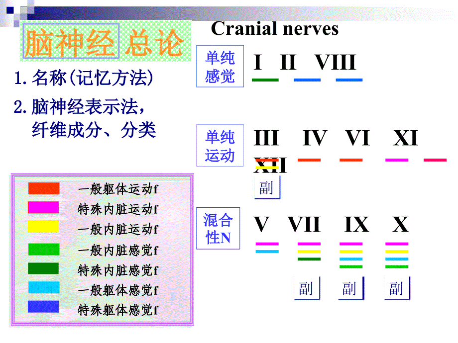 系统解剖学课件：14脑神经_第4页