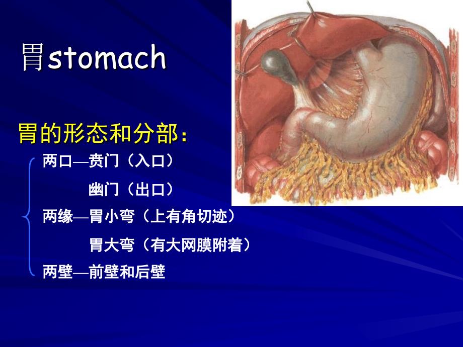 胃炎胃溃疡胃癌阑尾炎优质荟萃_第4页