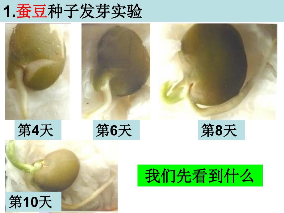 三年级下册科学课件1.3我们先看到了根 教科版(共14张PPT)教学文档_第2页