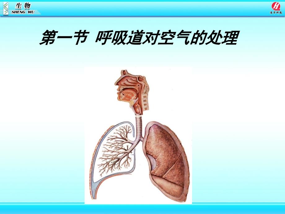 3.1呼吸道对空气的处理_第1页