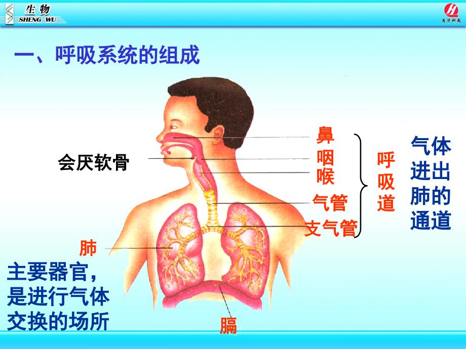 3.1呼吸道对空气的处理_第3页