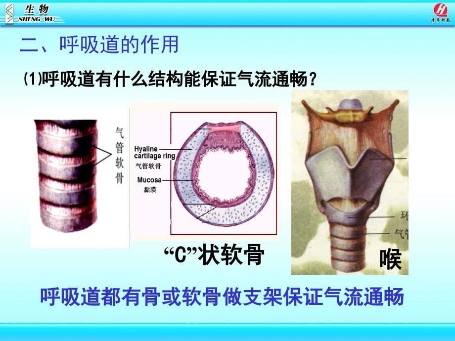 3.1呼吸道对空气的处理_第5页