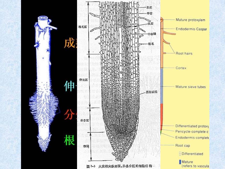 组成细胞的分子细胞中的元素和化合物_第1页