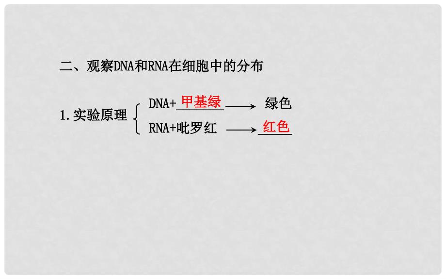 高中生物 2.3 遗传信息的携带者—核酸课件 新人教版必修1_第4页