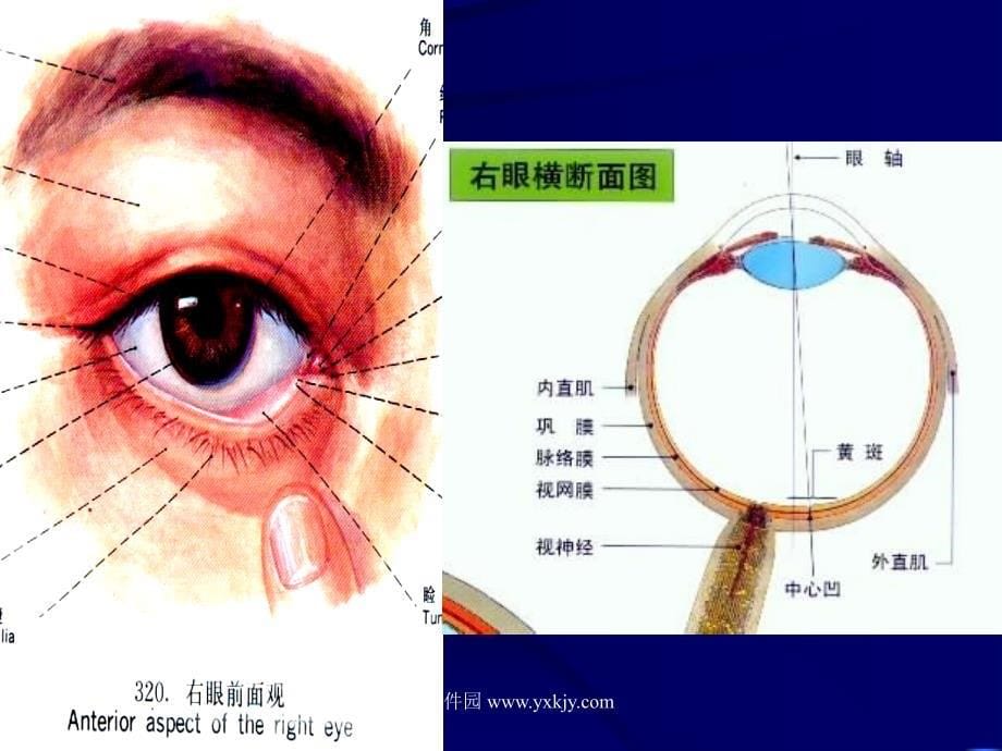 眼科学的研究范围及其在医学中的地位_第5页