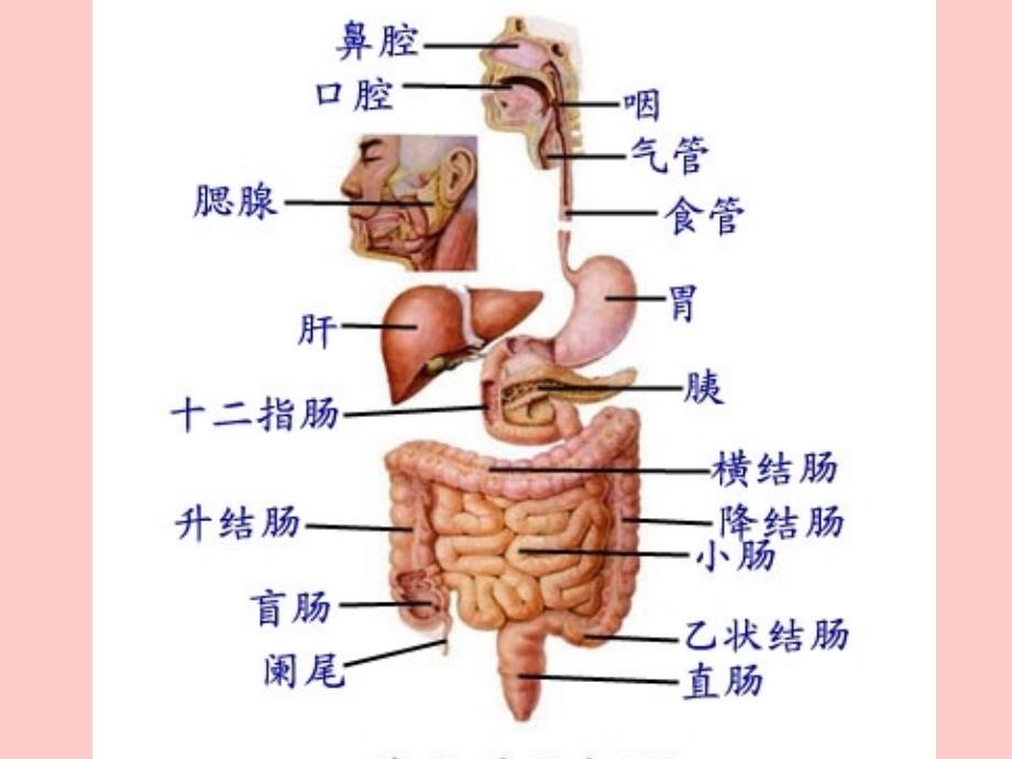 老年人营养与排泄的护理_第4页