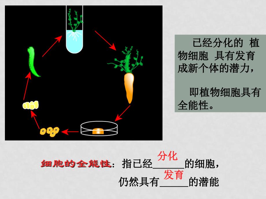 细胞的分化癌变和衰老ppt原创_第4页