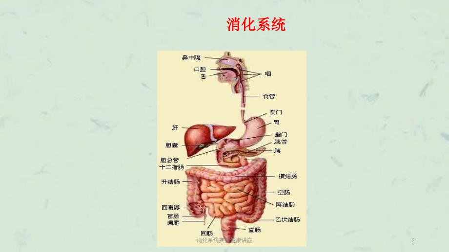 消化系统疾病健康讲座课件_第2页