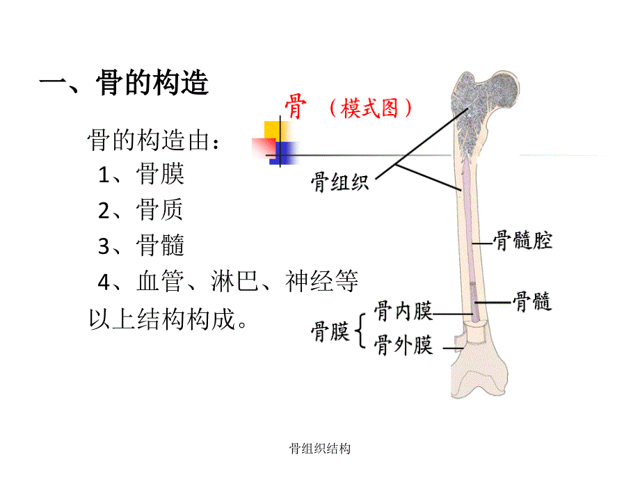 最新骨组织结构_第2页