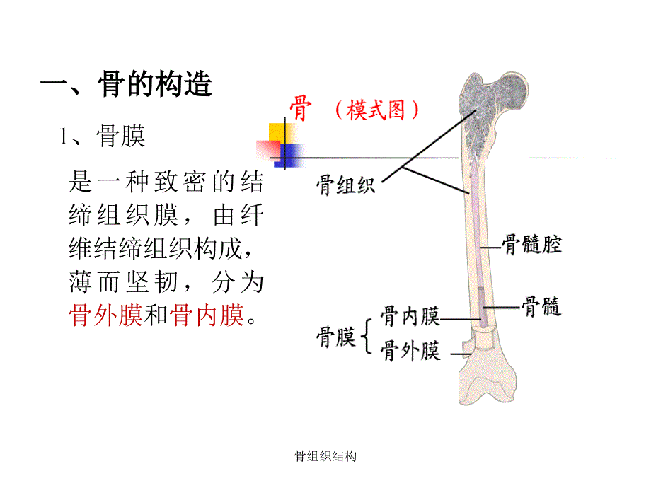 最新骨组织结构_第3页