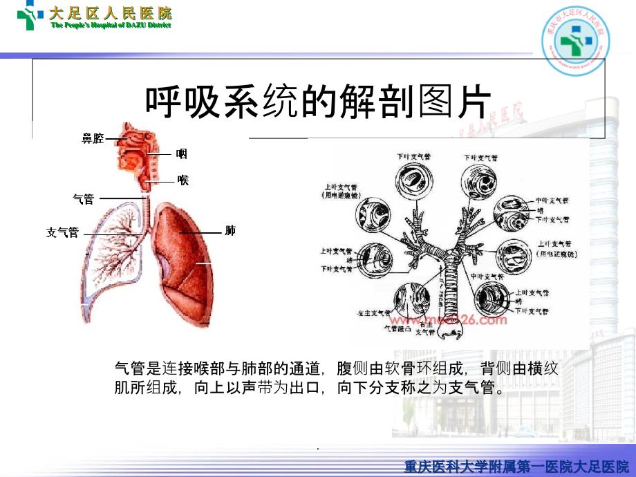 支气管扩张病人的护理最新版本_第3页