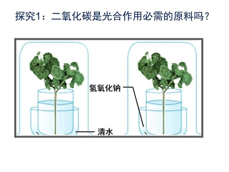 人教版七年级上光合作用吸收二氧化碳释放氧气ppt课件全面版_第5页