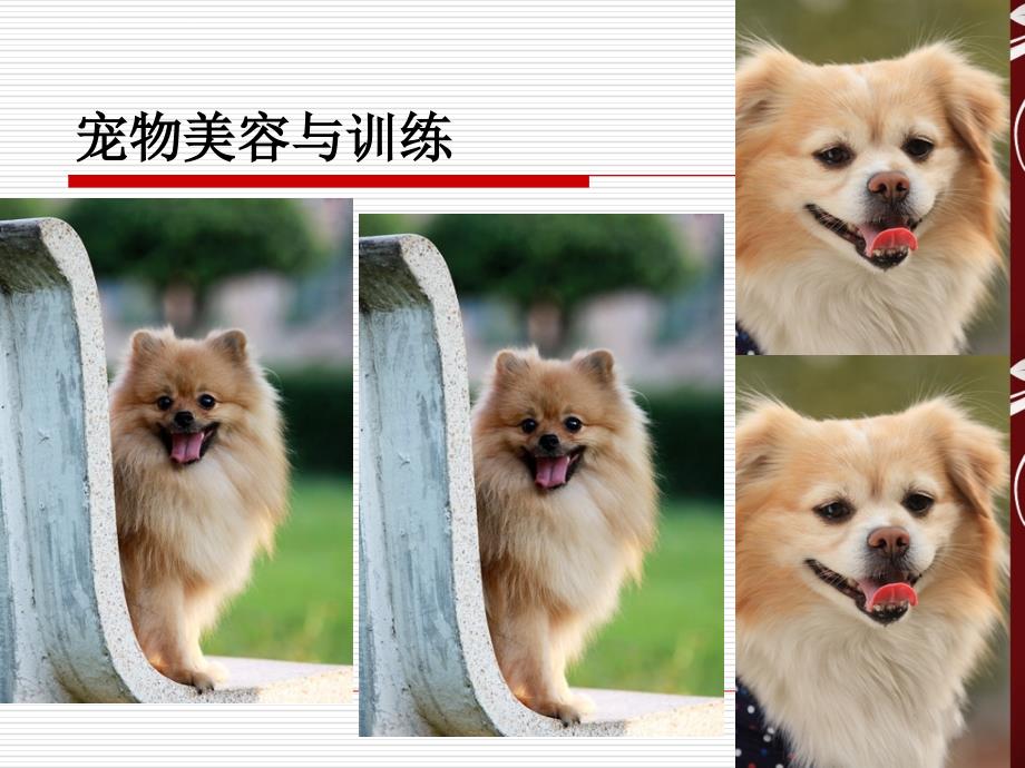 宠物犬美容ppt课件_第1页