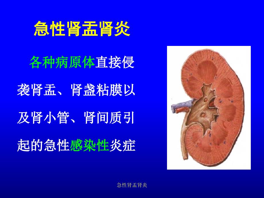 急性肾盂肾炎_第3页