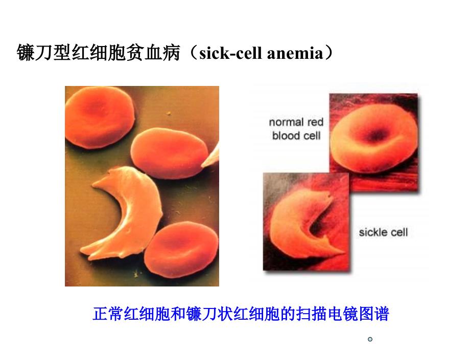 生物化学课件：第四章 第四节 蛋白质结构与功能的关系_第3页