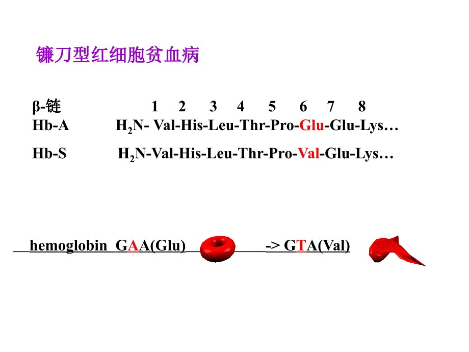 生物化学课件：第四章 第四节 蛋白质结构与功能的关系_第4页