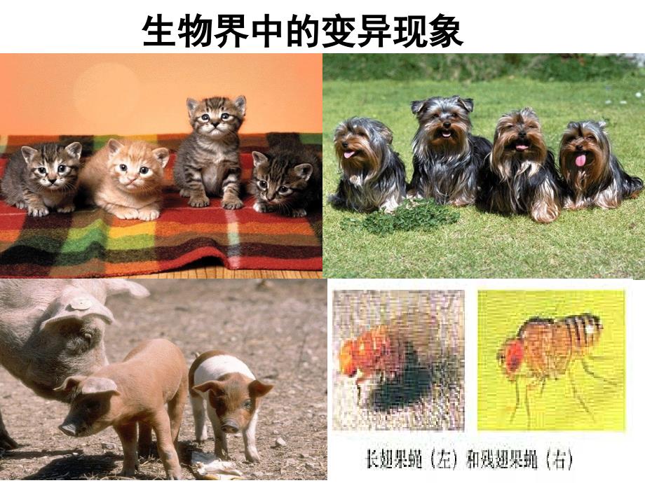 基因重组染色体变异基因突变_第2页