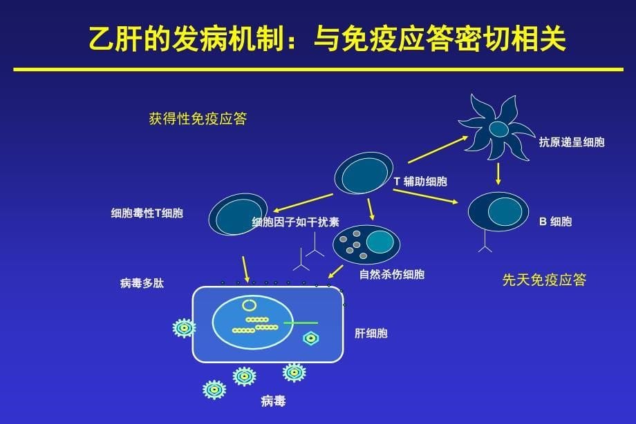 免疫控制： 慢性乙型肝炎治疗的最佳策略第三军医大学西南医院感染病 ..._第5页