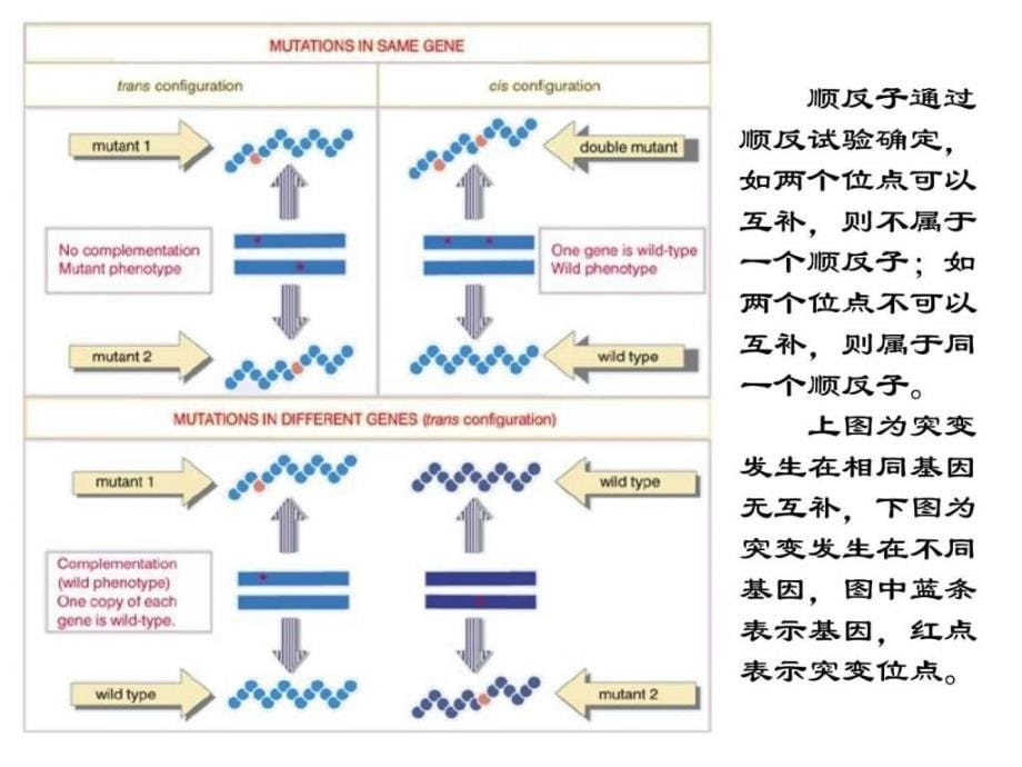 3.基因和基因组生物学自然科学专业资料_第5页