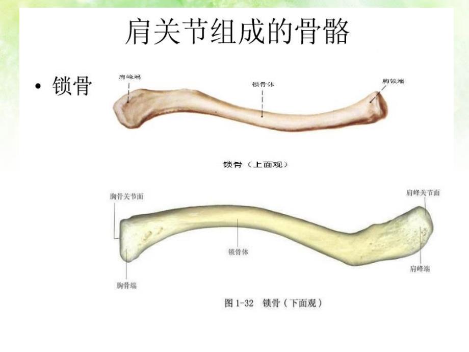 肩关节解剖介绍_第4页