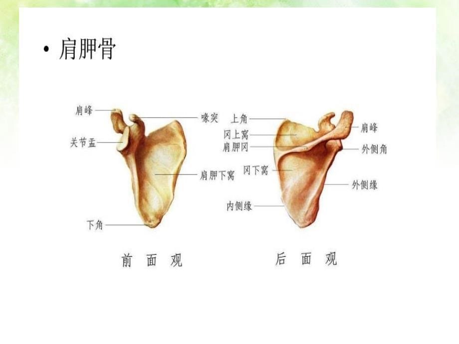 肩关节解剖介绍_第5页