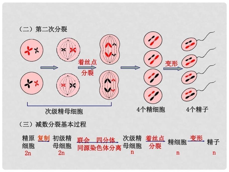 高一生物《减数分裂和受精作用》PPT课件_第5页