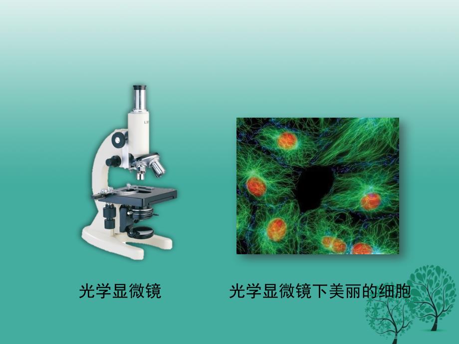 七年级生物上册3.1细胞的基本结构和功能第1课时课件2北师大版_第4页