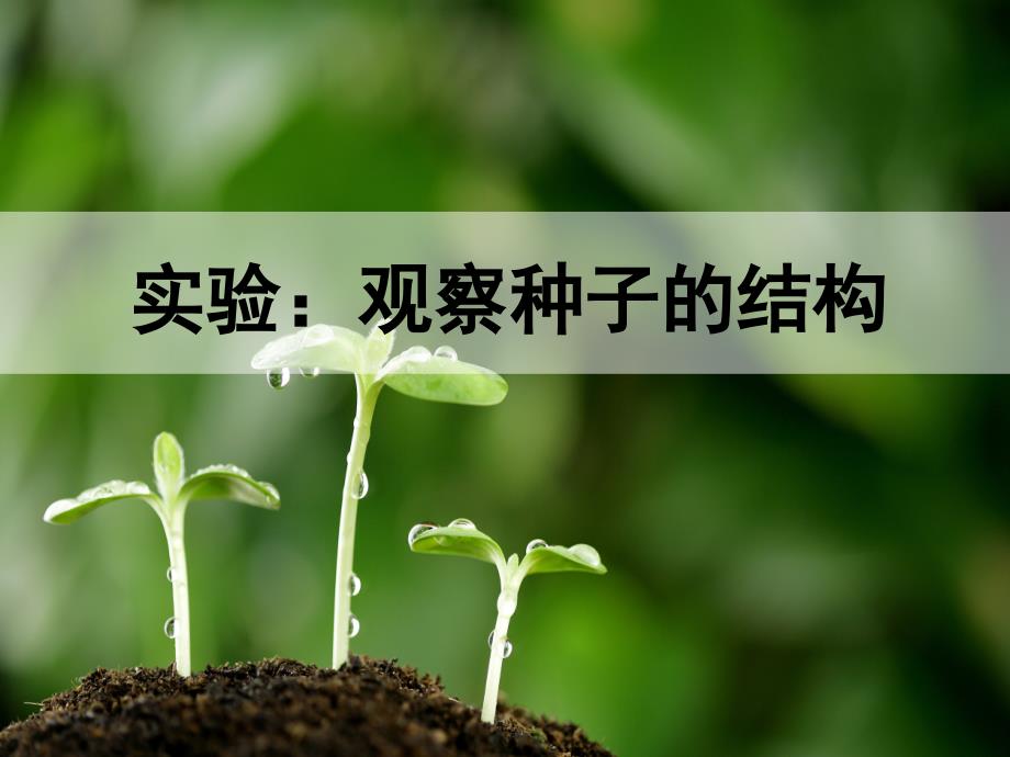 观察种子的结构(优质课)课件_第1页
