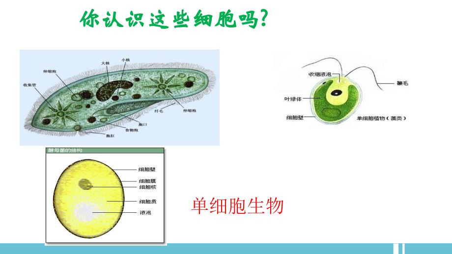 使用高倍显微镜观察几种细胞ppt_第2页