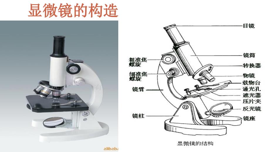 使用高倍显微镜观察几种细胞ppt_第4页